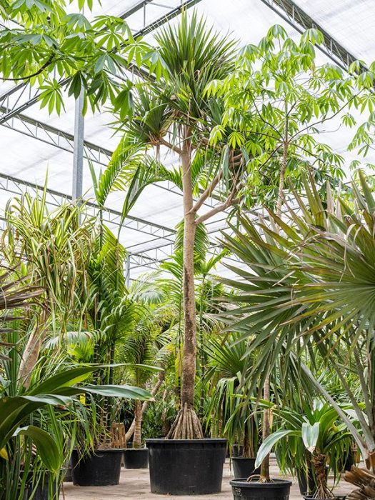 Pandanus utilis, D 140