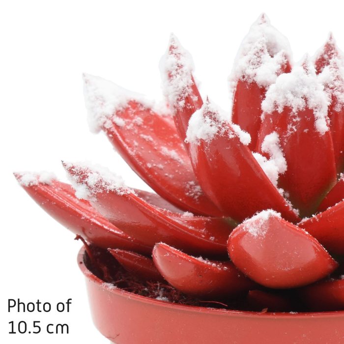 Miranda coloured tomato red + snow, D 12