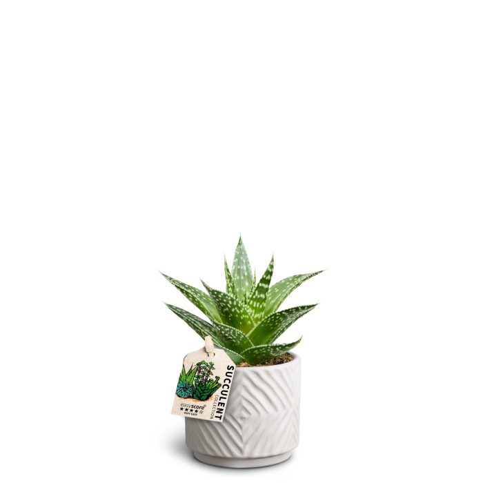 Dune Sand 'Gasteria Durban', D 7