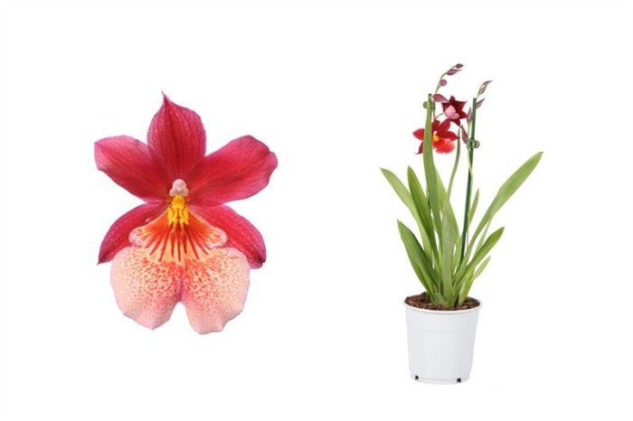 Cambria p12 Nelly Isler 2T12+ ( 4 lg/dc ), D 12