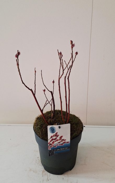 Salix Mount Aso bush p17 potcover, D 17