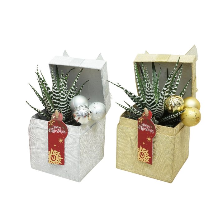 X-mas kadobox met Haworthia 'big band', D 10
