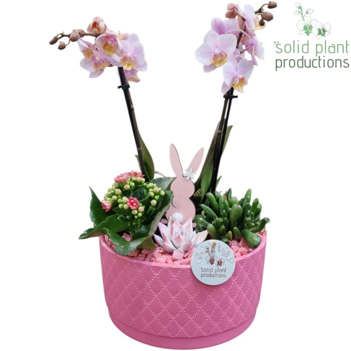 PE004 Stella Pink Easter, D 22