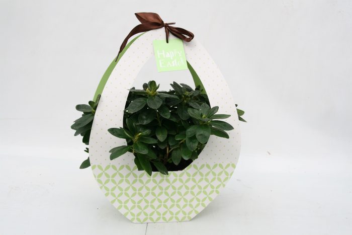 181 : azalea pot 12 cm in Paastas Festival groen, D 12