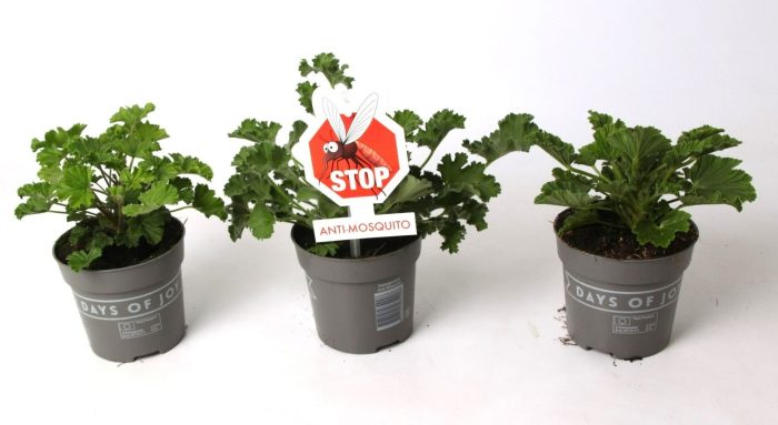 Pelargonium 'Anti-Mosquito' mix, D 10,5