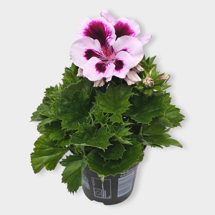 Pelargonium grand Emma, D 12