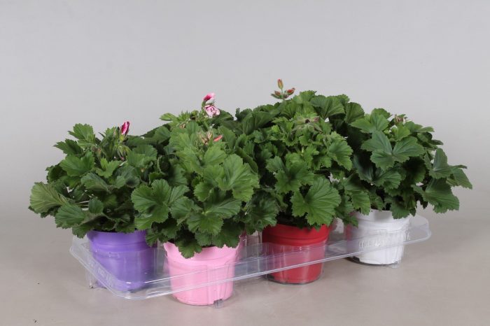 Pelargonium Grandiflorum Gemengd (Stadium 1/2), D 12
