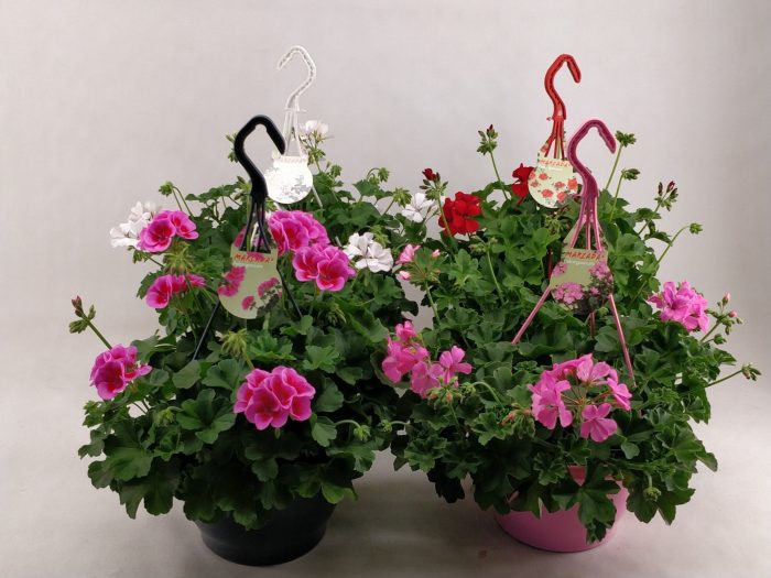 pelargonium Marcada mixlaag, D 23