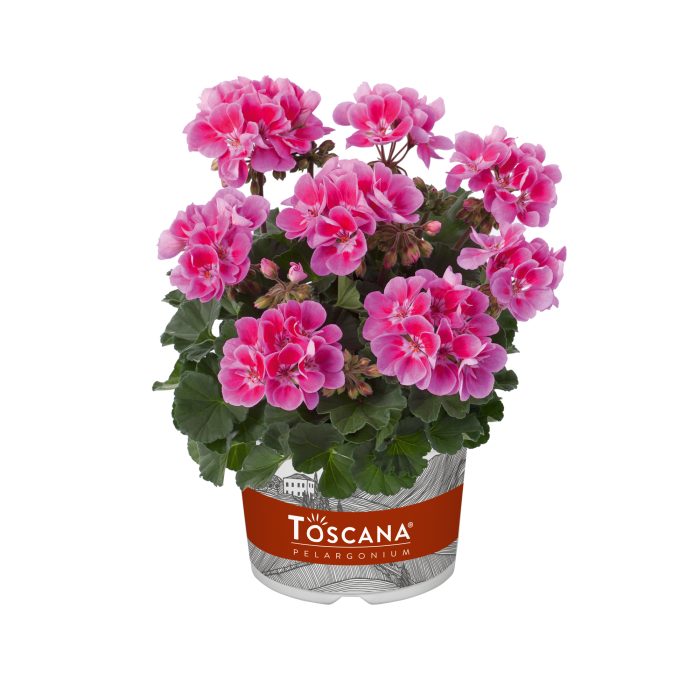 Pelargonium Zonale Castello Raiko Lavender Eye 10,5 cm zwart, D 10,5