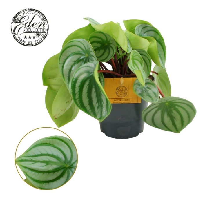 Peperomia Argyreia 12cm, D 12