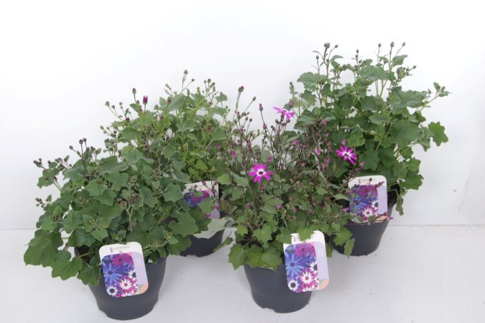 Pericallis Senetti mix, D 23