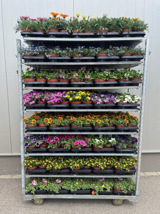 Perkplanten Mixkar 13 cm, D 13