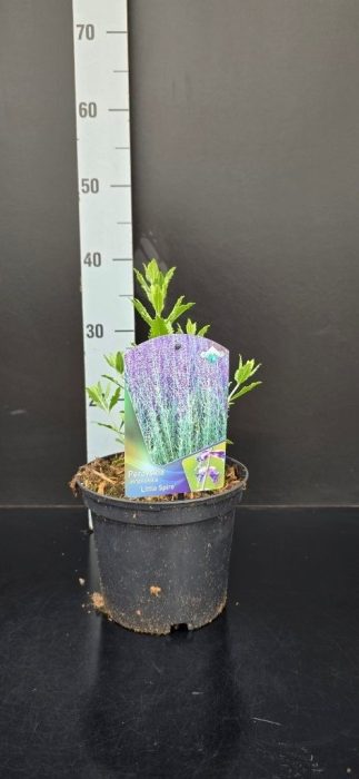 Perovskia atriplicifolia 'Little Spire', D 19