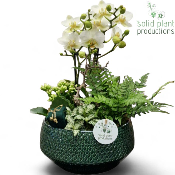 PH120 Aurora Small Green Phalaenopsis, D 24
