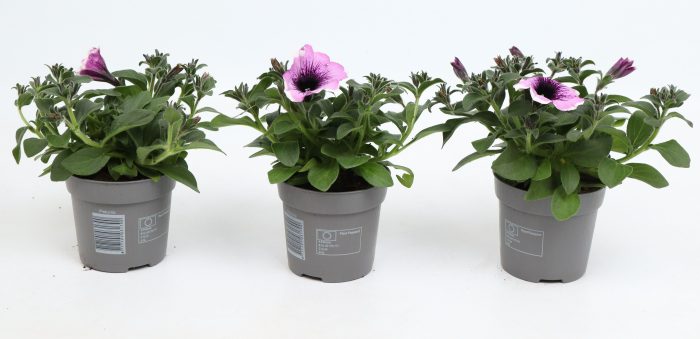 Petunia Famous Lavender Blush, D 10,5