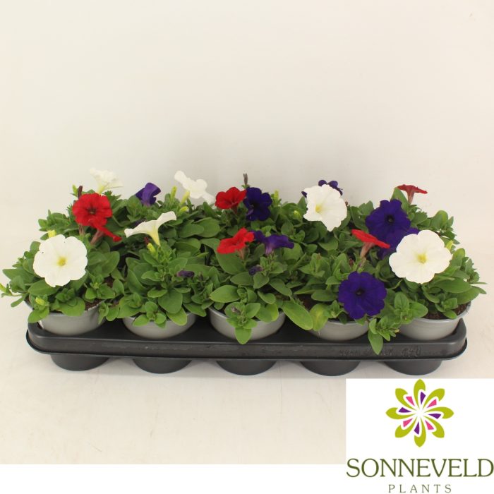 Petunia Fotophinish trio kleuren, D 12