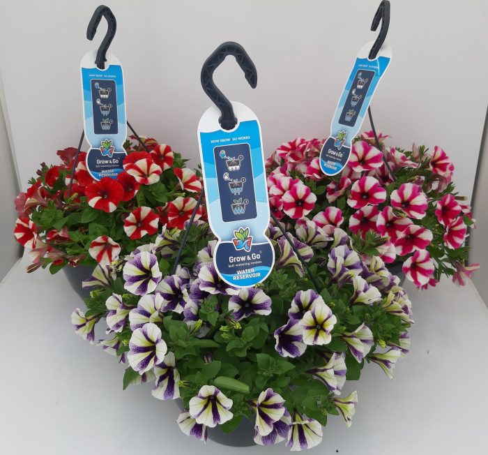 Petunia gesternter Sonderfarben Mix WSP Ampel T27 (vormals Peppy), D 27