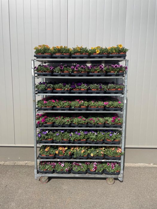 Petunia Mix Trolley, D 10,5