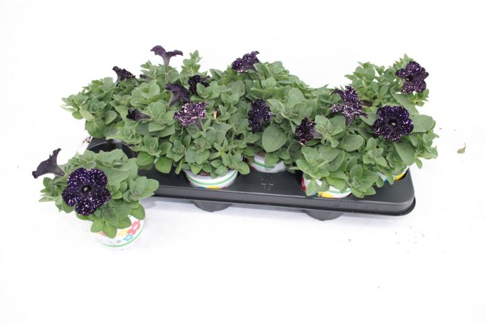 Petunia Mystery Sky, D 10,5