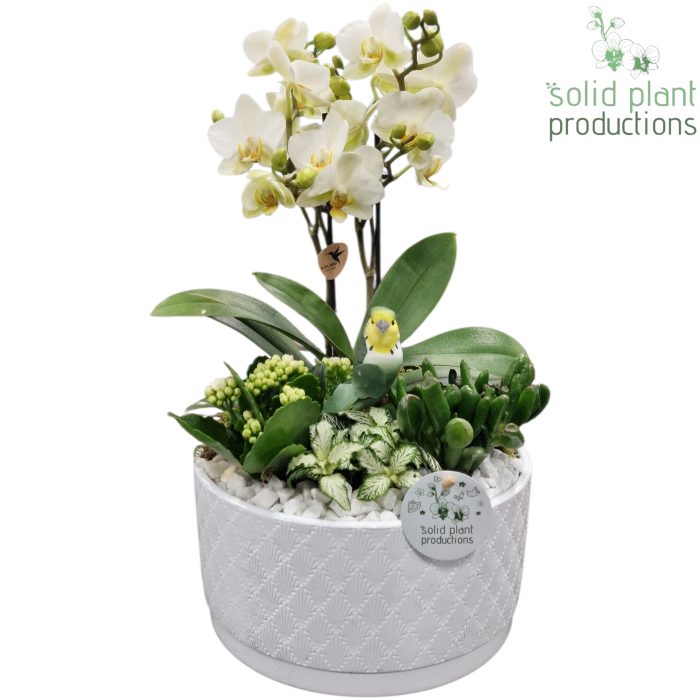 PH004 Stella White, D 22