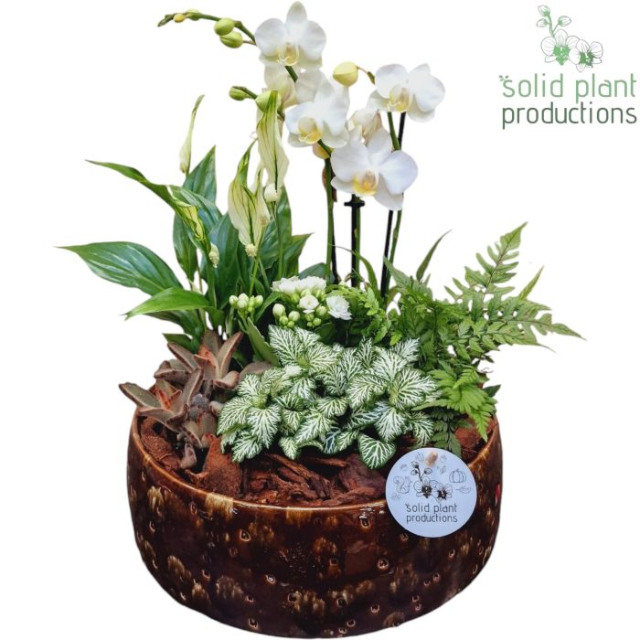 PH103 Sophia Brown 9cm 2-3Tak, D 28