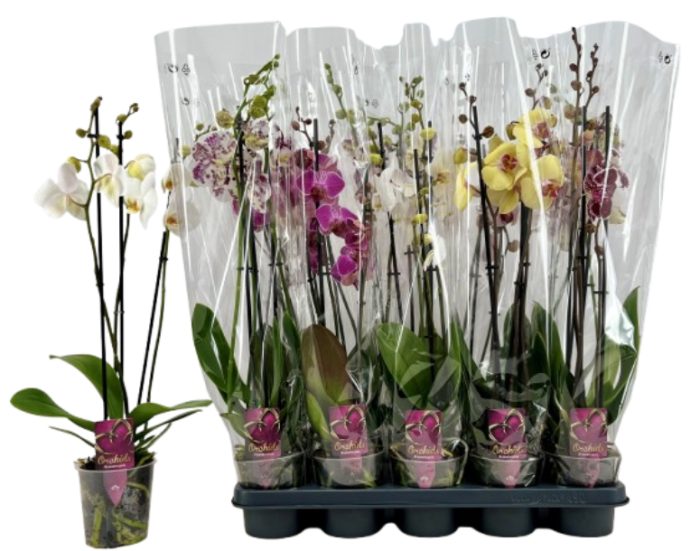 PHAL 3T MIX 18+ 55-65, D 12