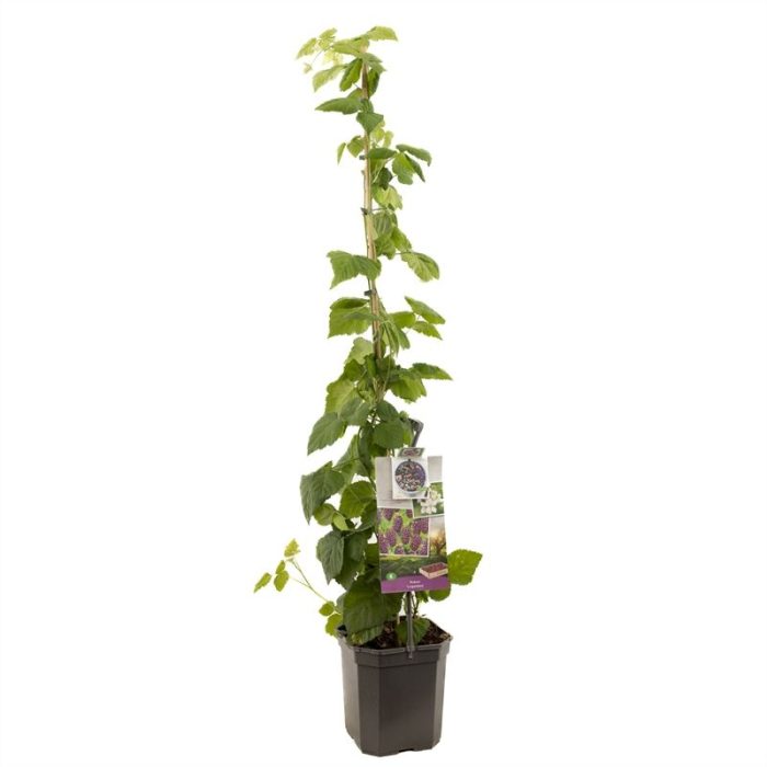 Rubus Loganbes P24 Doornloze kruising braam framboos, D 24