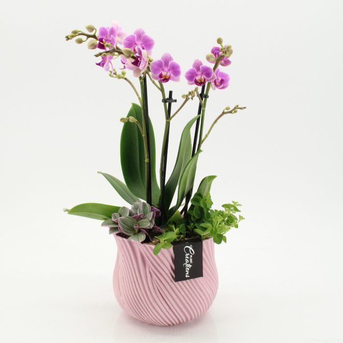 PHAL-2647RZ Phalaenopsis creatie, D 15