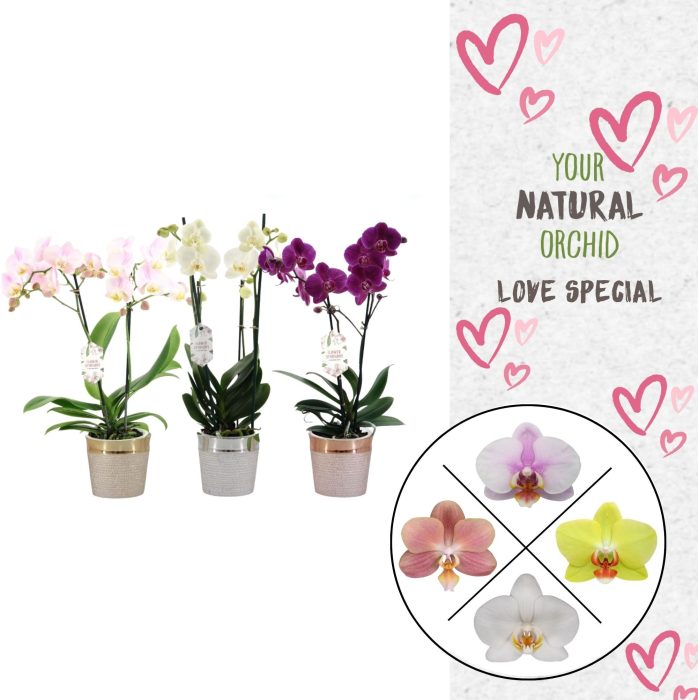 Phal. 2 spike Love Mix in keramiek, D 12