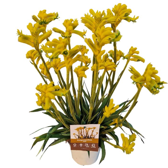 Anigozanthos 'Yellow Bonanza', D 14