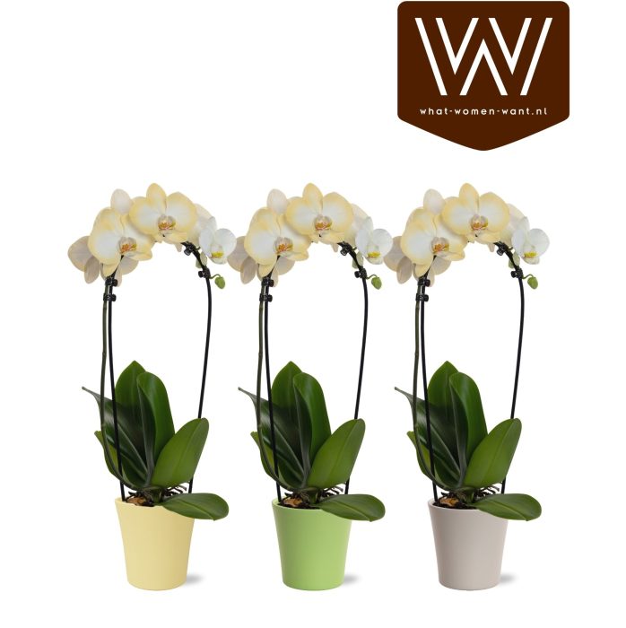 Phal. cascade Edge in Lotte colour - Easter, D 13