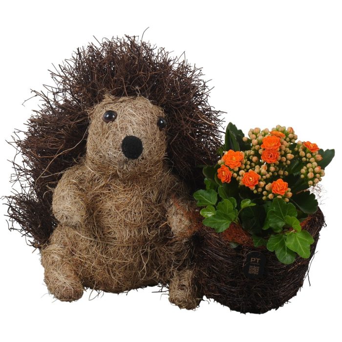 PTHI3332 Arrangement Autumn Indoor in rieten pot in egel vorm, D 25