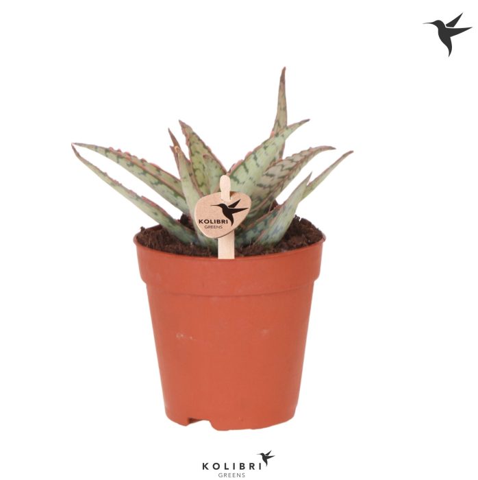 Kolibri Greens Succulenten Aloë Wichita, D 9