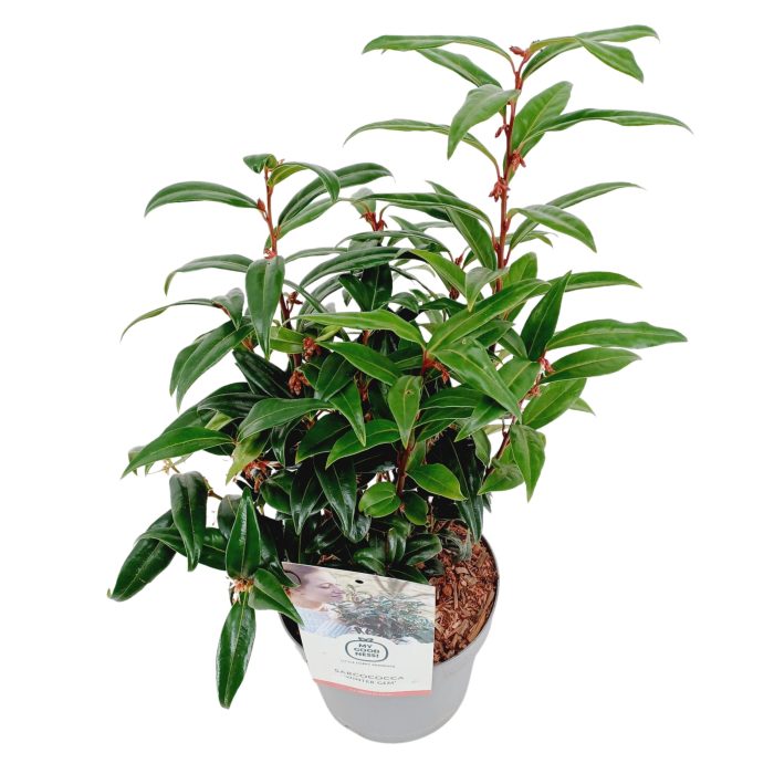 Sarcococca 2 liter ' Winter Gem', D 17