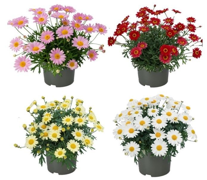 Argyranthemum La Rita "Mixkar", D 13