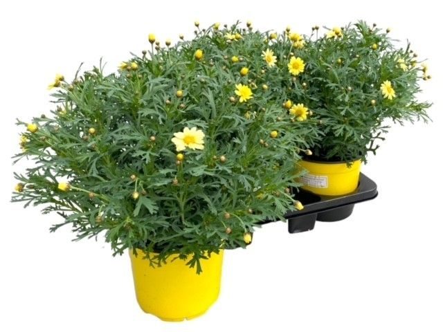 Argyranthemum Frutescens "struik" - GEEL, D 18
