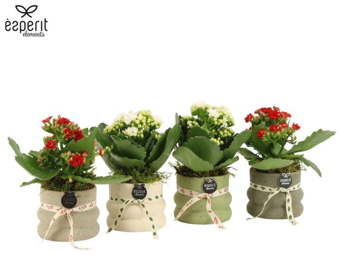 62103: X-mas arrangement, D 7