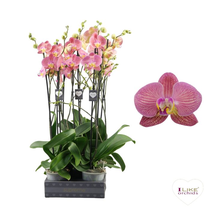 Phalaenopsis Paradox - 2 tak 70cm, D 12