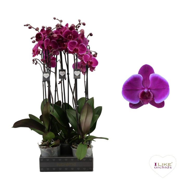 Phalaenopsis Starsailor - 2 tak 60cm, D 12