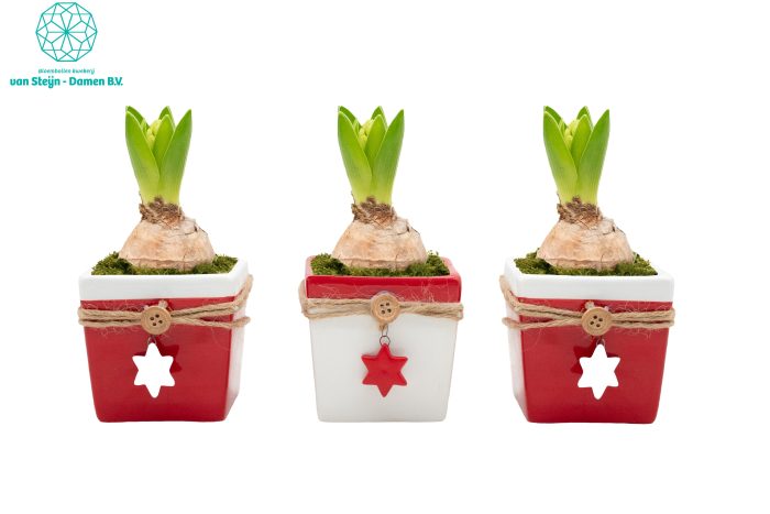Hyacinthus 'Holiday Star', D 9