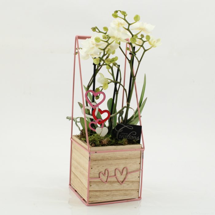 PHALRM-2606W Romantic Phalaenopsis, D 12