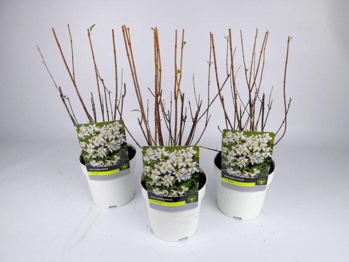 Philadelphus 'Lemonei' Kleurpot, D 14