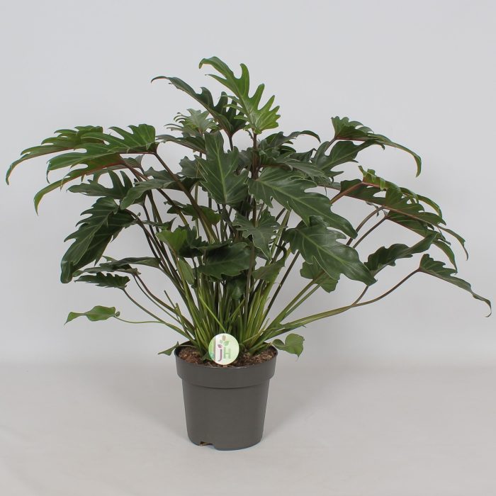 Philodendron 'Xanadu', D 21