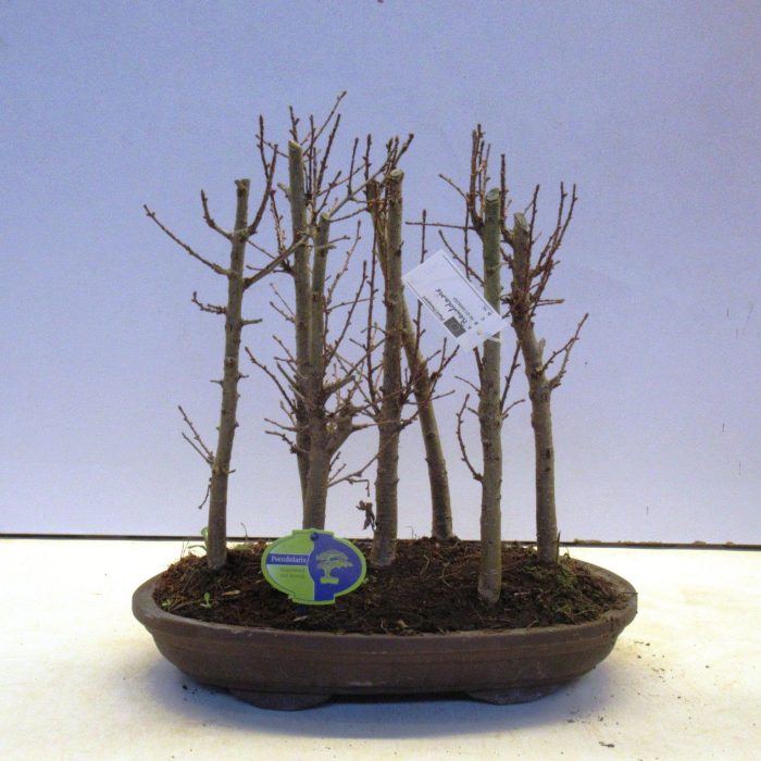 Pseudolarix group, D 38