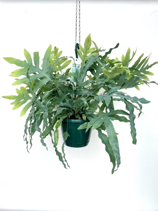 Phlebodium aureum 18 cm, D 18