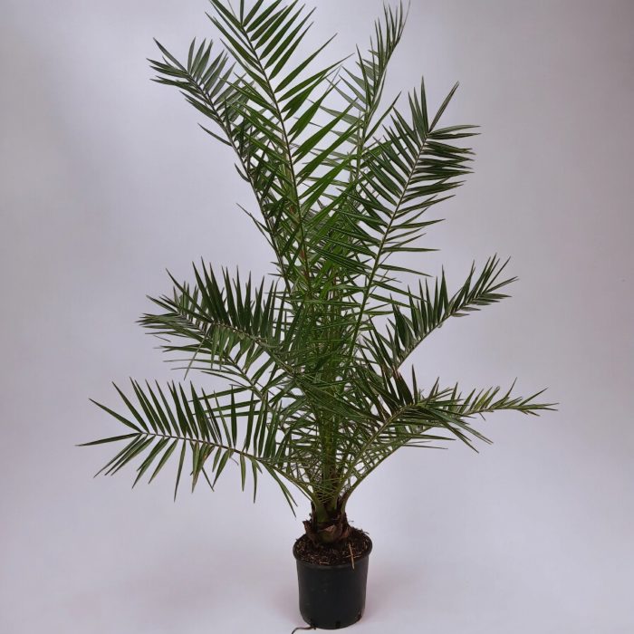phoenix canariensis, D 28