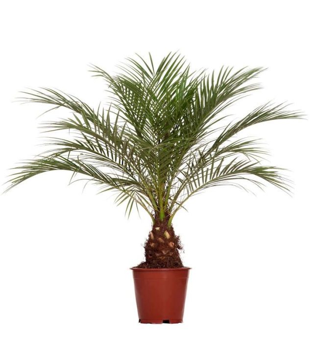 Phoenix Roebelenii P21, D 21