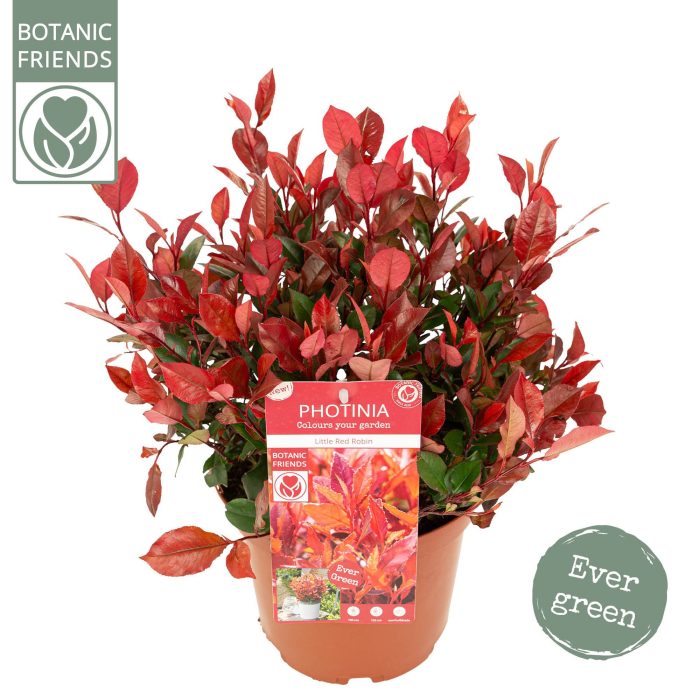 Photinia fras. 'Little red robin', D 23