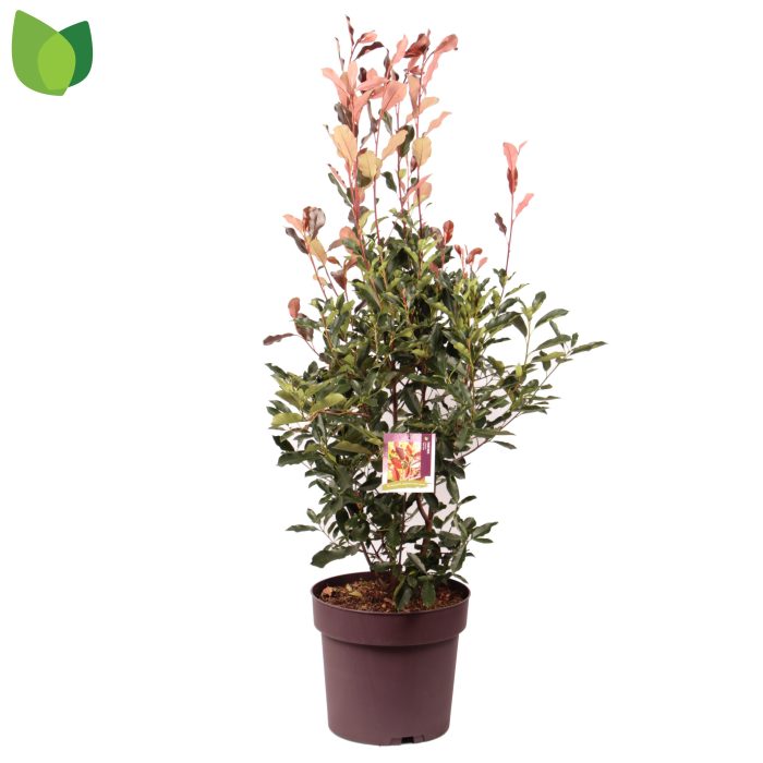 Photinia fraseri 'Thin Red' C20/P40, D 40