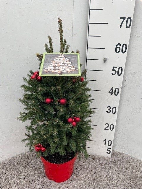 Picea glauca Super Green 40-50 P19 met kerstballen, D 19